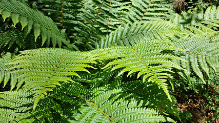 한라산 둘레길 천아숲길 고사리과 고비