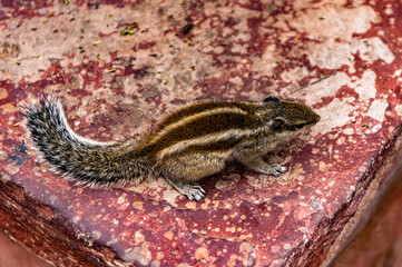 It's Chipmunk close view