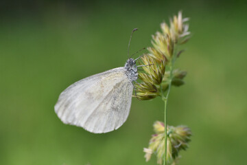 Beautiful white butterfly on meadow. The Wood White butterfly, Leptidea sinapis