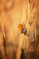 a butterfly sits on a branch