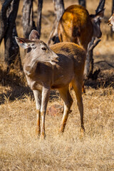 It's Close up of a cute deer in Indian reserve