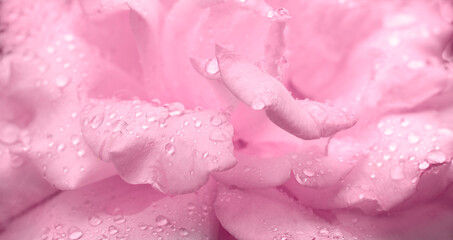Rose petals with water drops close up.  Soft focus. Natural flower background.