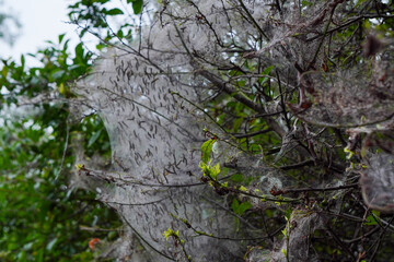 aporia Crataegi, ermine moth, moth, and ringed and Gypsy moth. many caterpillars in web on tree....