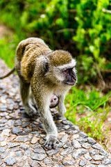 Obraz premium It's Monkey with a baby in Zimbabwe