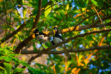 Asian hornbills, Penang island, Malaysia