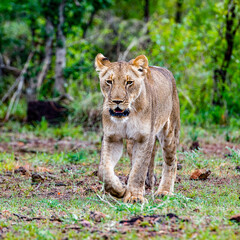 It's Lioness walks in the jungle