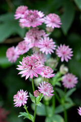 Sterndolde in Pink Makro  Astrantia
