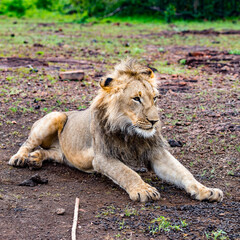 It's Lion fron Zimbabwe