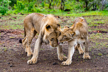 It's Lion and lioness play together in Zimbabwe, Africa