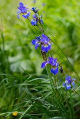 Beautiful iris flowers bloom in the Park. Field of irises in the summer Park. Blue iris on the background of young green grass