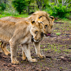 It's Lion and lioness in love together in Zimbabwe, Africa