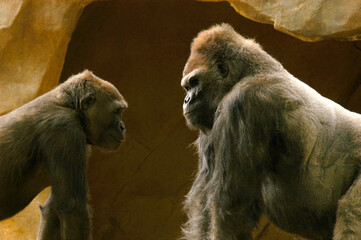 Large Silverback gorilla teaches another younger gorilla who is dominant in their troop.             © Guntherize