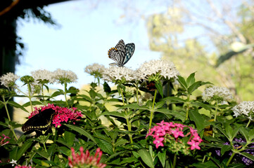 This Paper Kite on top of a grouping of flowers is a member of the nymph butterfly group and is a favorite to the butterfly lovers around the world. 