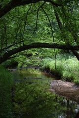 A low hanging tree over a creek