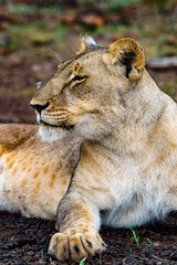 Fototapeta premium It's Portrait of a lioness in Zimbabwe, Africa