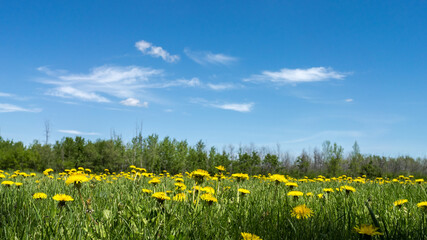 City park sport field infestation with danelion weeds