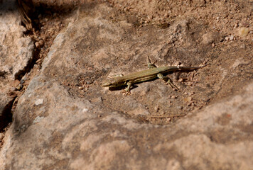 Small and brown lizard on a rock