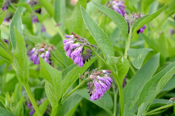 Inflorescences of the comfrey medicinal (Symphytum officinale L.). Close up