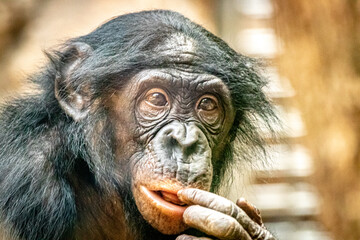 Portrait of a Bonobo ape against a gold background