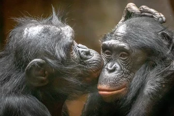 Fotobehang Twee verliefde apen knuffelen en kussen elkaar © Ralph Lear