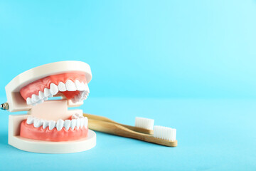 Teeth model with toothbrushes on blue background