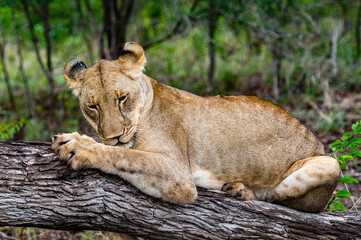 It's Lioness on the tree in Zimbabwe, Africa
