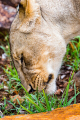 It's Close view of a lioness in Zimbabwe, Africa