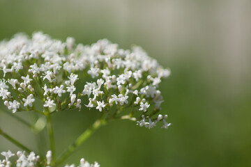 Many Little white flowers on green background