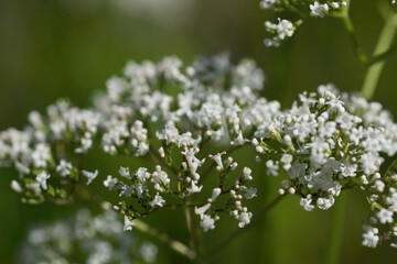 Many Little white flowers on green background