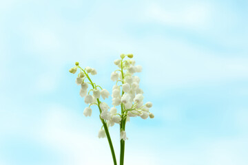 Beautiful lily of the valley flowers on light background
