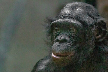 portrait of a young Bonobo monkey