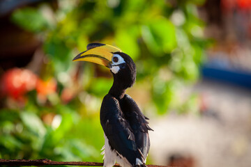 Obraz premium Asian hornbills, Penang island, Malaysia