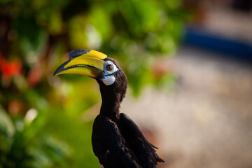 Asian hornbills, Penang island, Malaysia