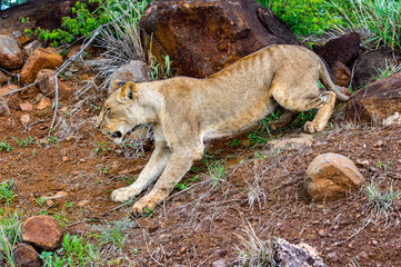 It's Lion in Zimbabwe, Africa