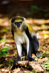 It's Cercopithecus mona, Ghanaian monkey sits on the ground