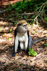 It's Cercopithecus mona, Ghanaian monkey jumps on the ground