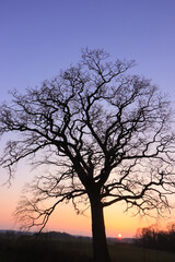 Fototapeta na wymiar mystic old oak tree with bare branches in winter