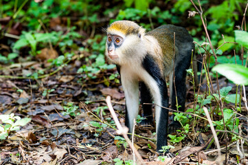 Fototapeta premium It's Cercopithecus mona, Ghanaian monkey jumps on the ground