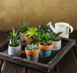 Green house plants potted on the wooden table