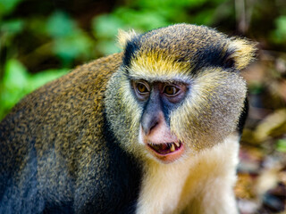 It's Cercopithecus mona, Ghanaian monkey