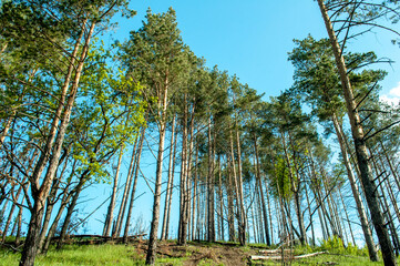 Fototapeta premium trees in the forest