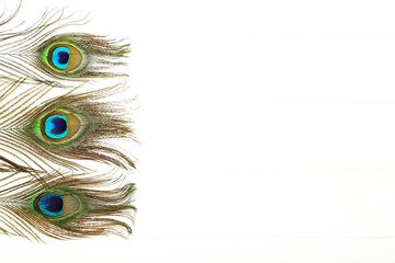 Peacock feathers isolated on white background
