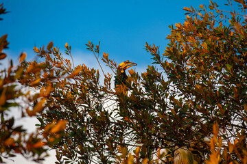 Asian hornbills, Penang island, Malaysia