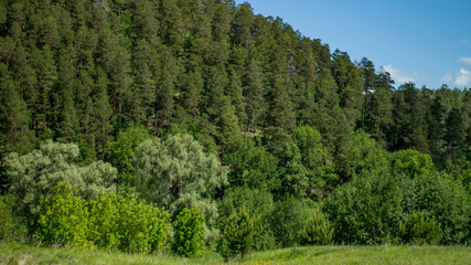 trees in the mountains