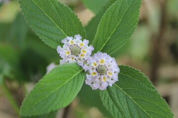 flowers of a cherry tree