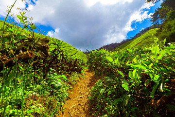Obraz premium Tea plantation, Camerun Highlands, Malaysia