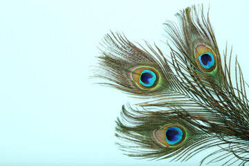 Peacock feathers on blue background