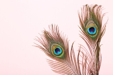 Peacock feathers on pink background
