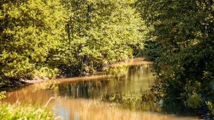 Fototapeta premium green grass and water