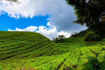 Obraz premium Tea plantation, Camerun Highlands, Malaysia